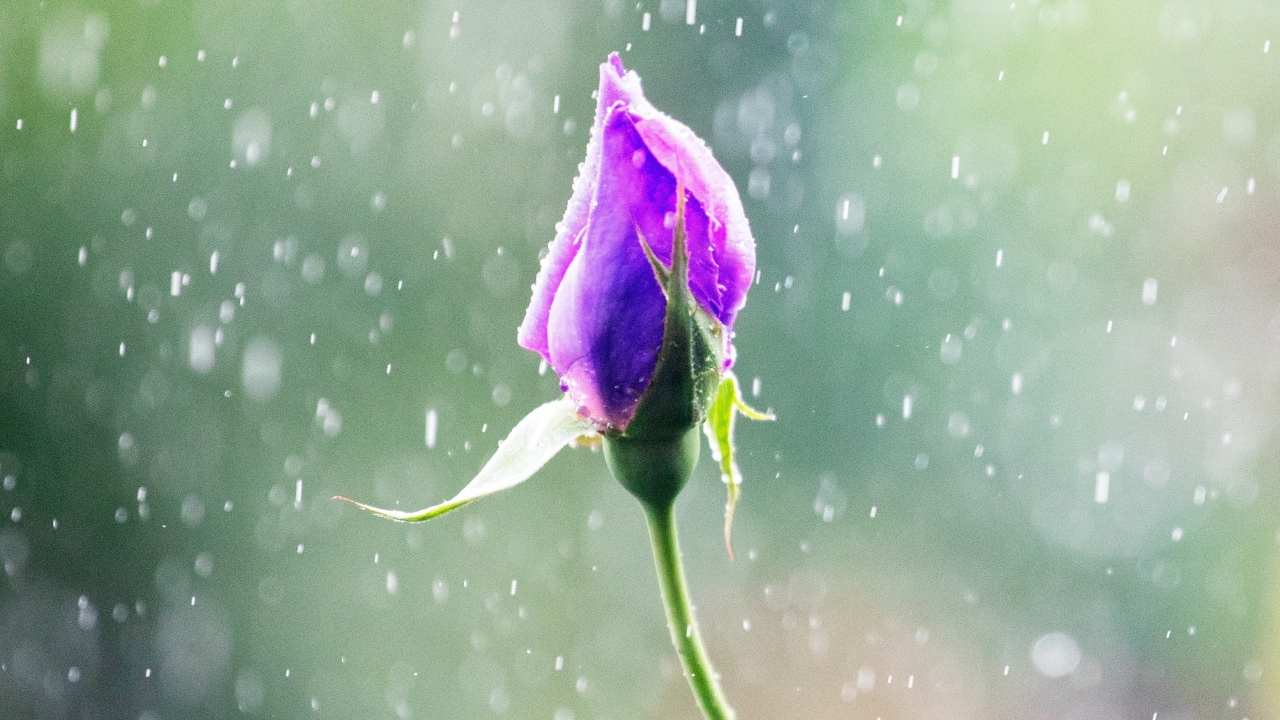 Бутон красивой розы под дождем