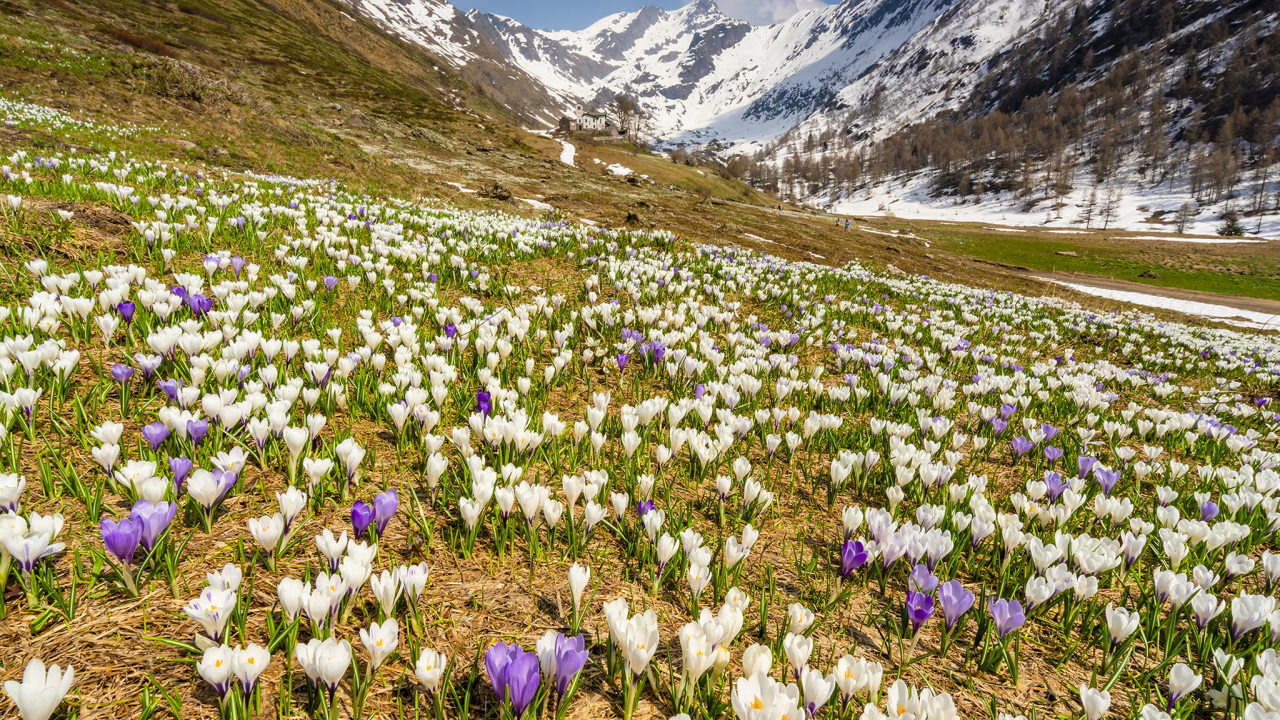 Поле разноцветный крокусов на фоне заснеженных гор