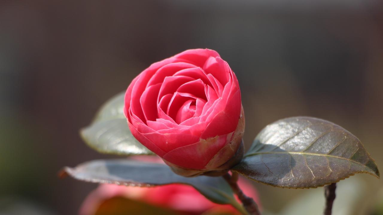 Нераспустившийся цветок розовой камелии