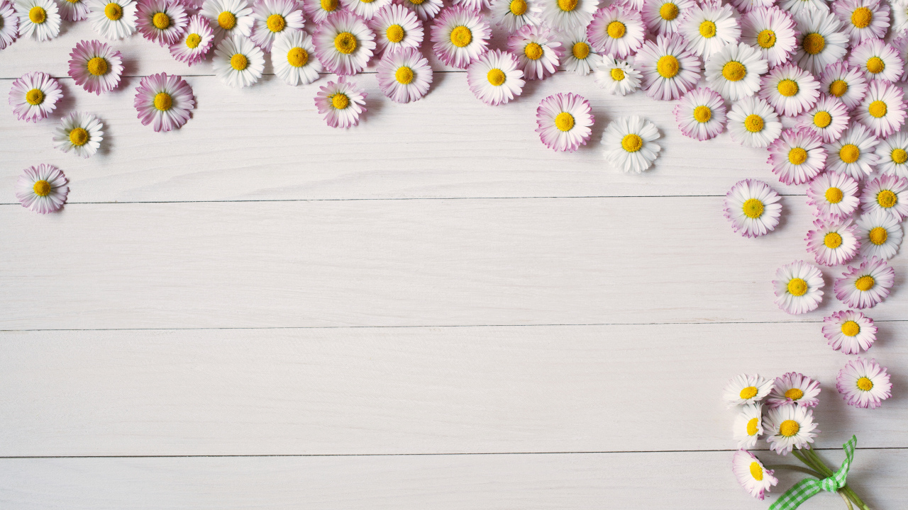 Много розовых маргариток на деревянном фоне, шаблон для открытки