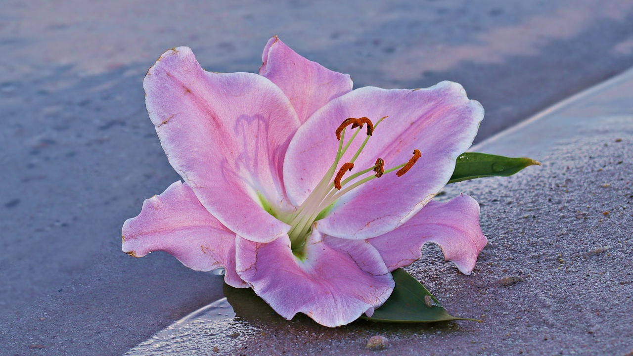 Розовая лилия на песке