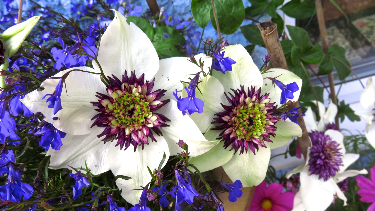 Красивые цветы клематисы с голубыми полевыми цветами