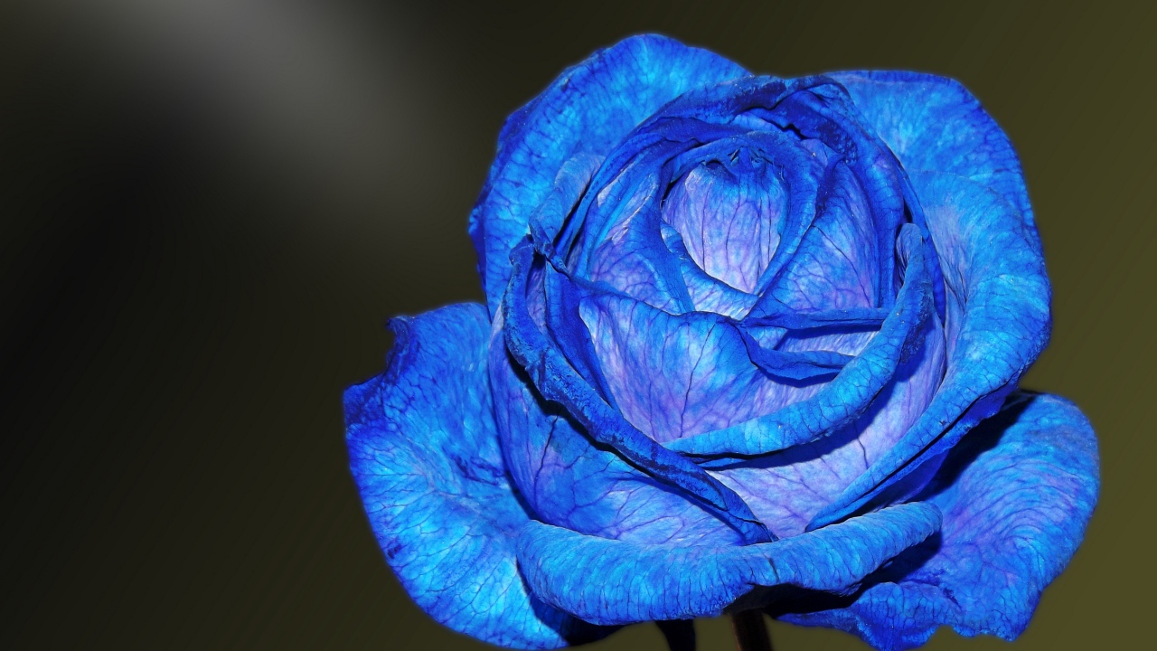 Красивая синяя роза с нежными лепестками