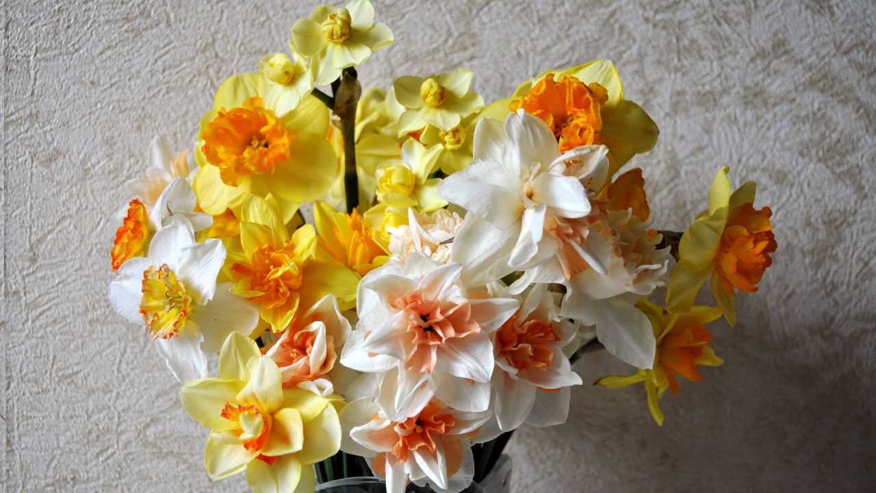 Красивый букет разноцветных нарциссов