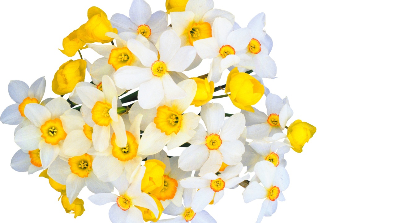 Красивый букет белых нарциссов с желтыми лютиками на белом фоне