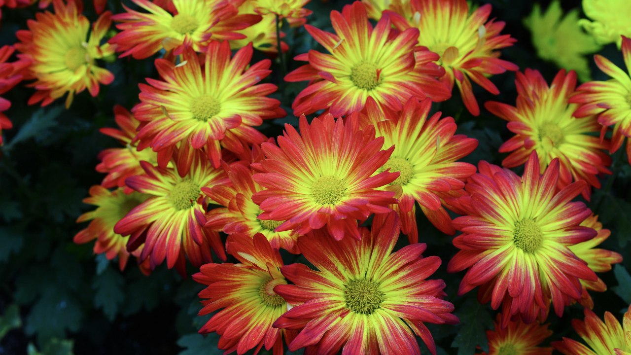 Красивые яркие осенние цветы хризантемы