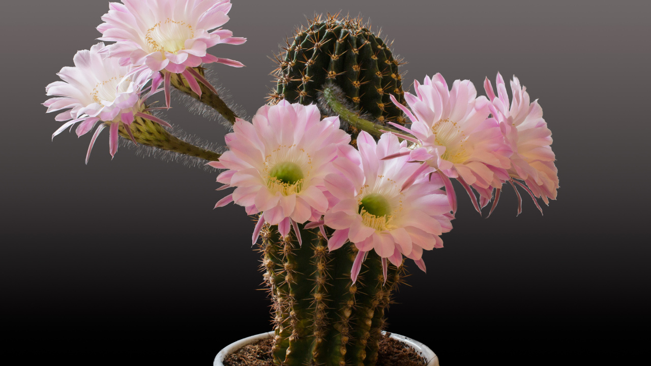 Красивый кактус с розовыми цветами на сером фоне