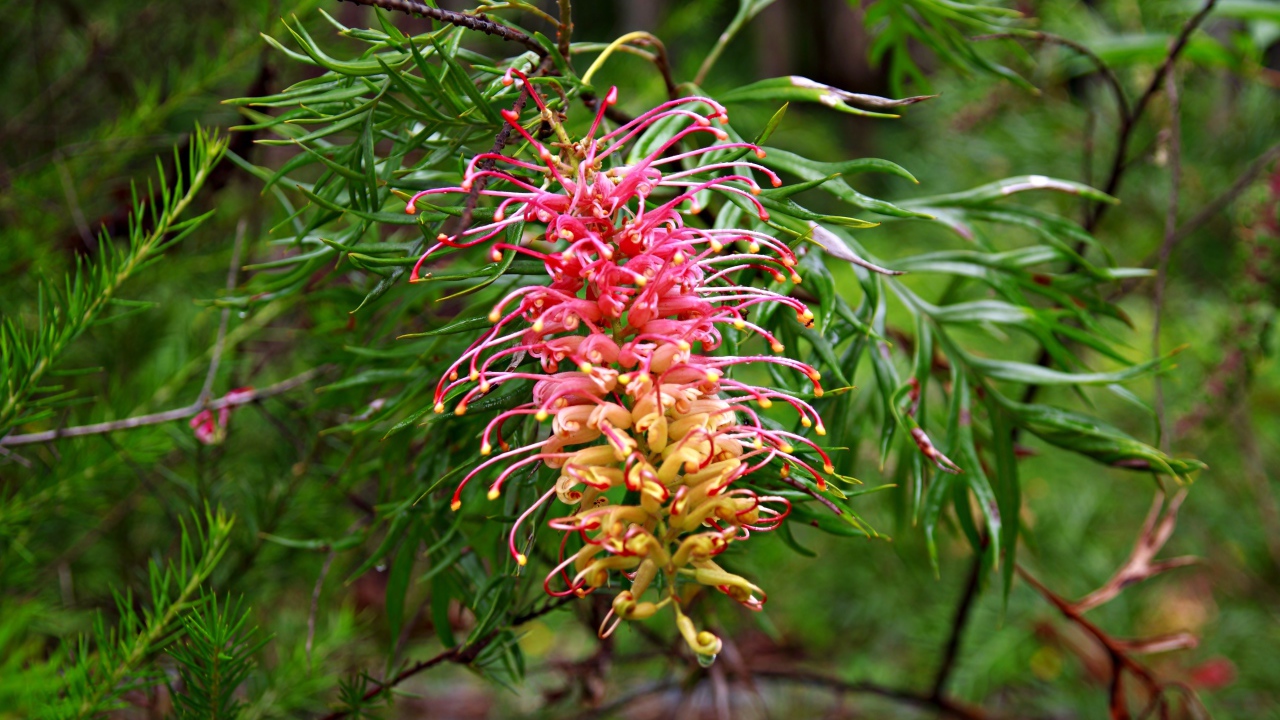 Красивый экзотический цветок Гревиллея