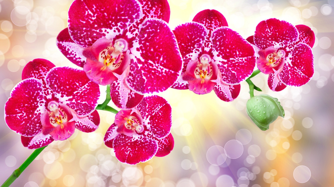 Красивые экзотические розовые цветы орхидеи с бутонами