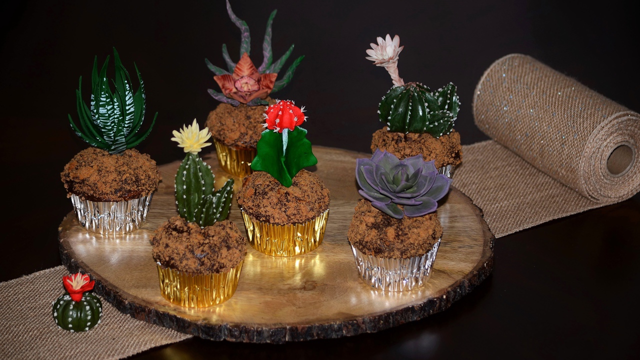 Красивые цветущие комнатные кактусы