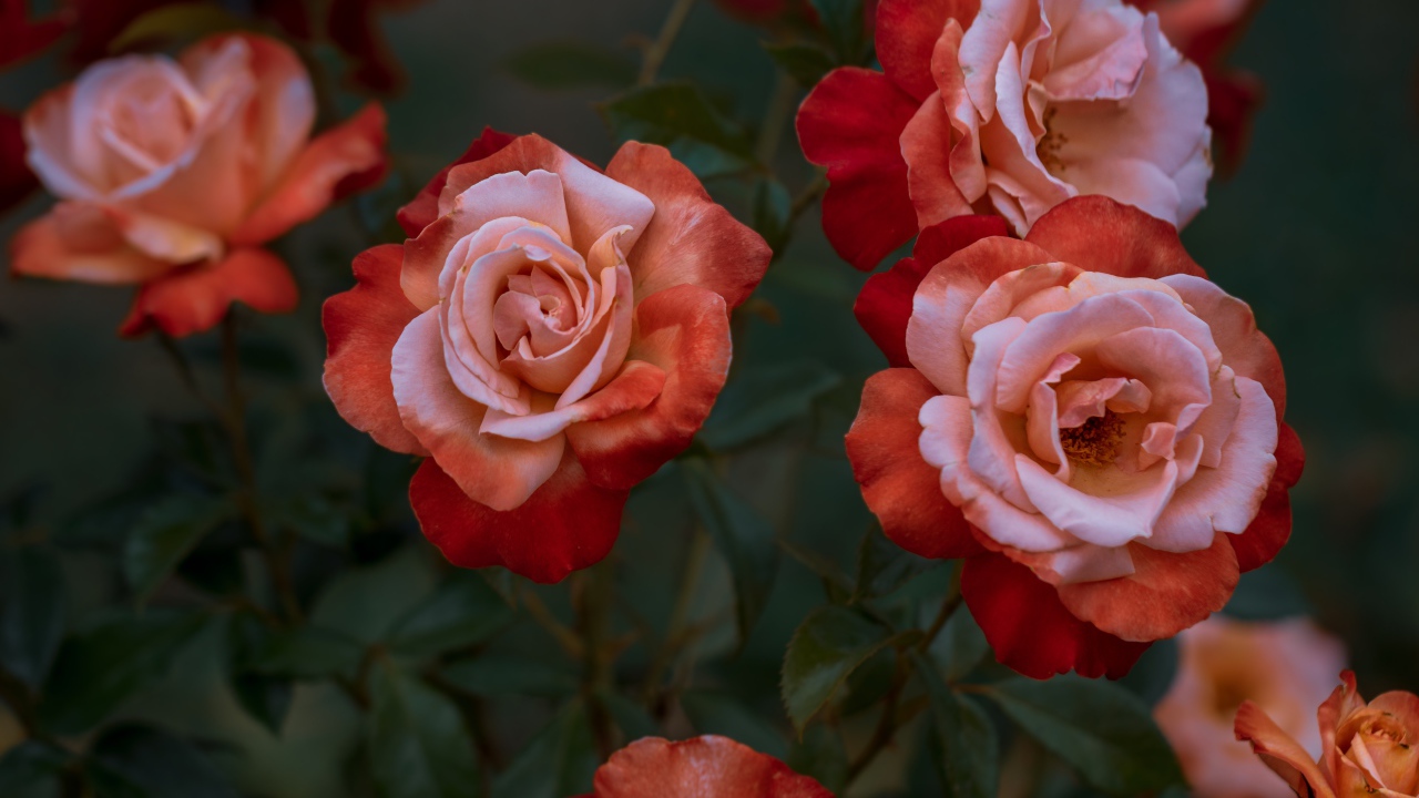 Красивые садовые розы крупным планом