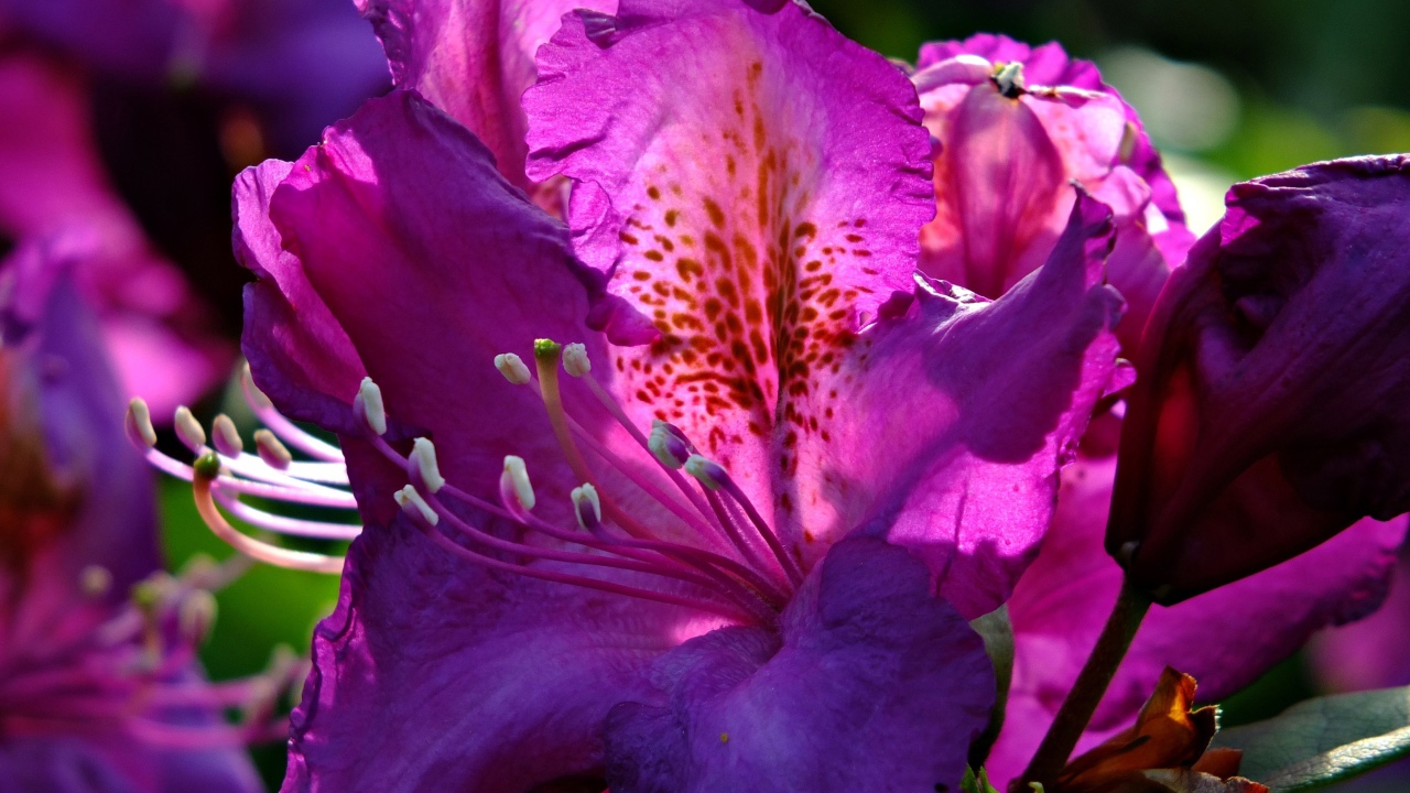 Красивый сиреневый цветок азалия крупным планом