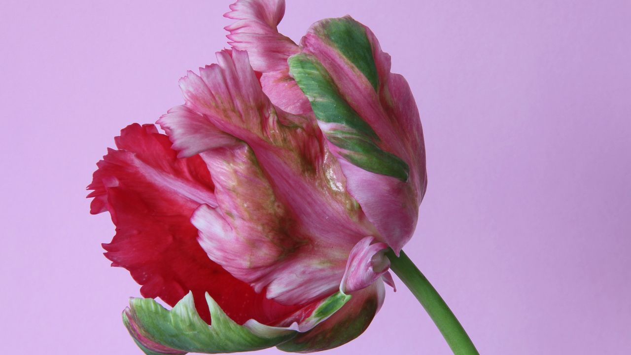 Красивый разноцветный тюльпан на розовом фоне крупным планом