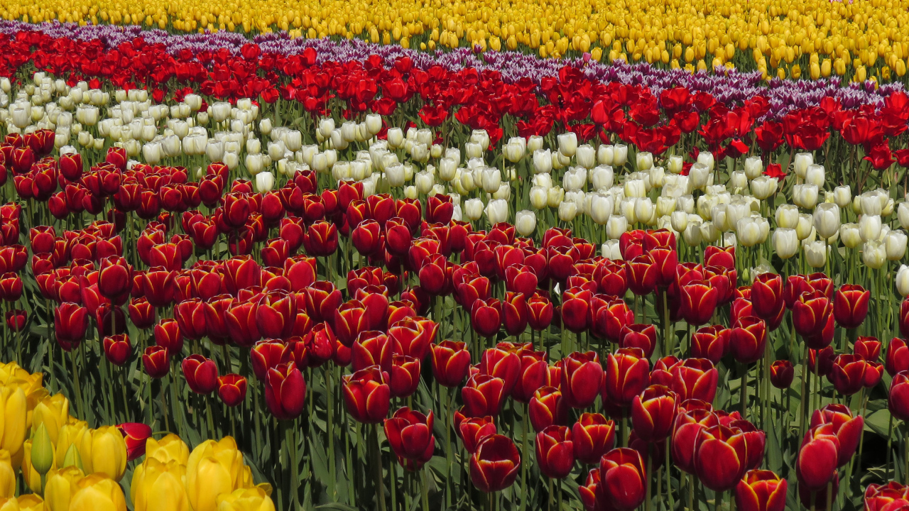 Красивые разноцветные тюльпаны рядами на поле