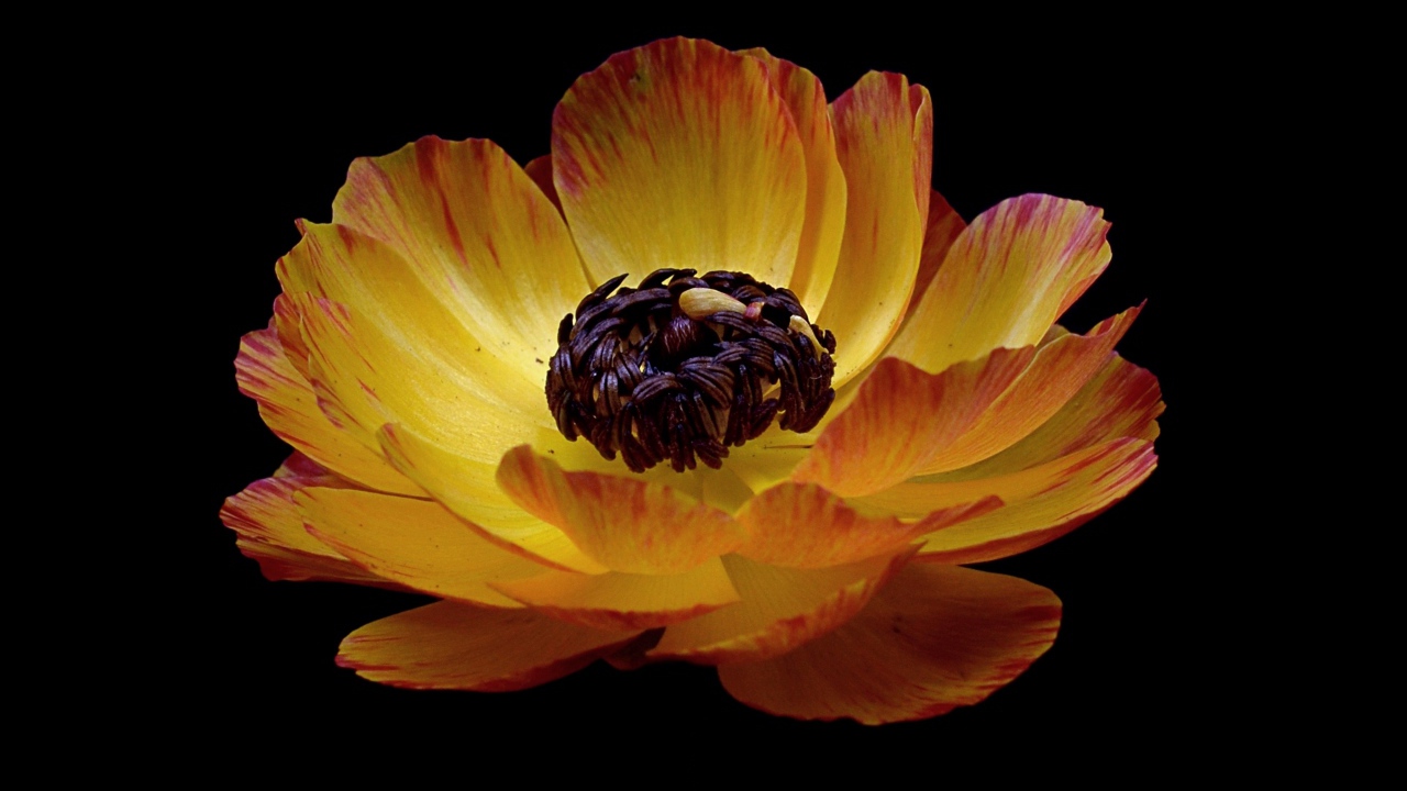 Красивый оранжевый лютик на черном фоне