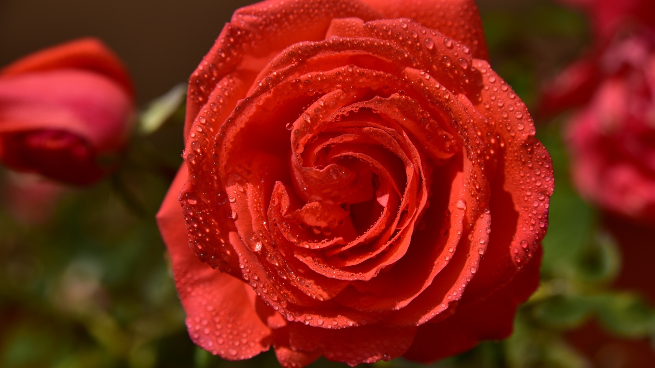 Красивая оранжевая роза в каплях утренней росы