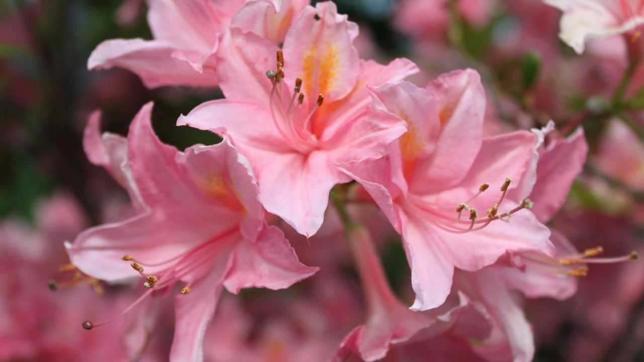 Красивые розовые цветы альстрёмерия 