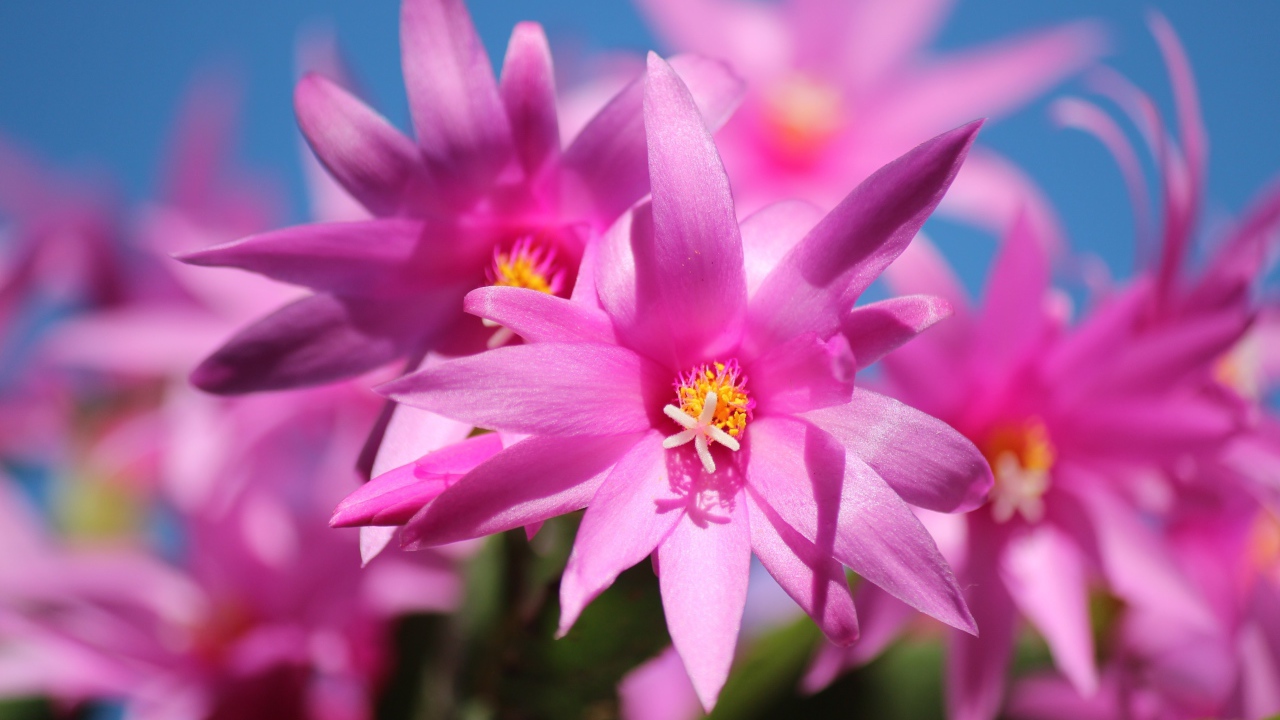 Красивые розовые цветы комнатного цветка декабрист