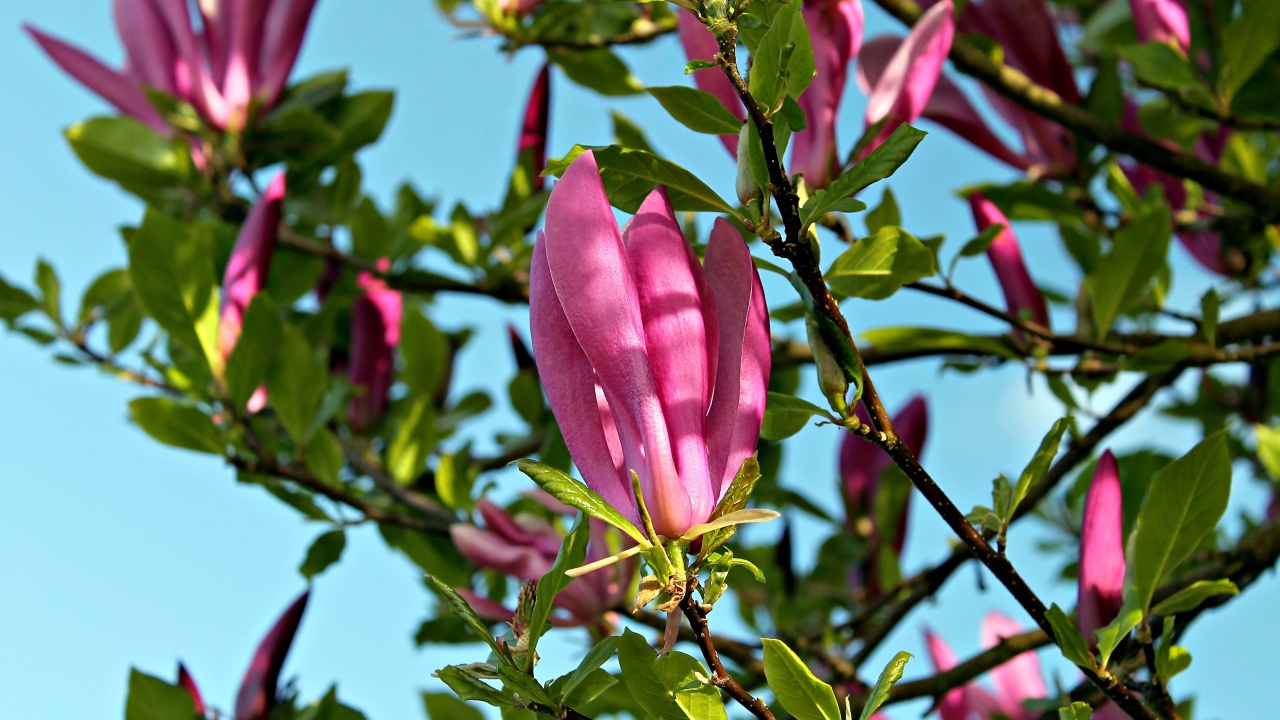 Красивые розовые цветы магнолии