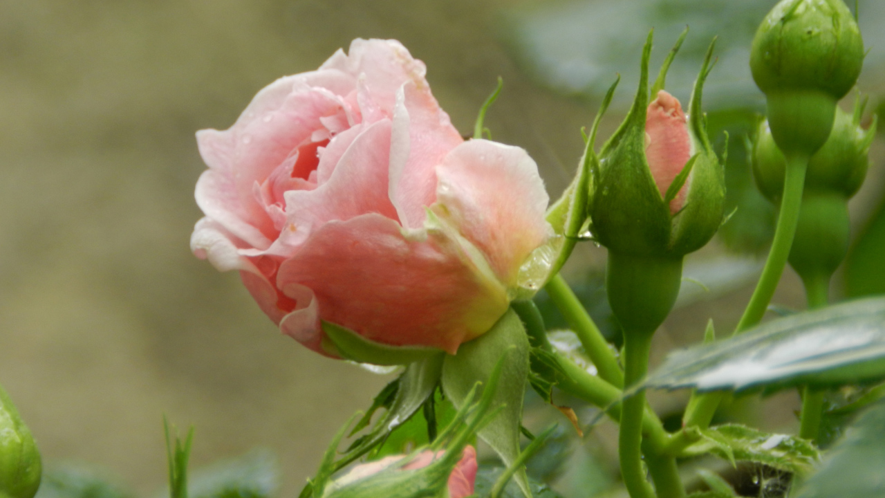 Красивая розовая роза с бутонами под дождем