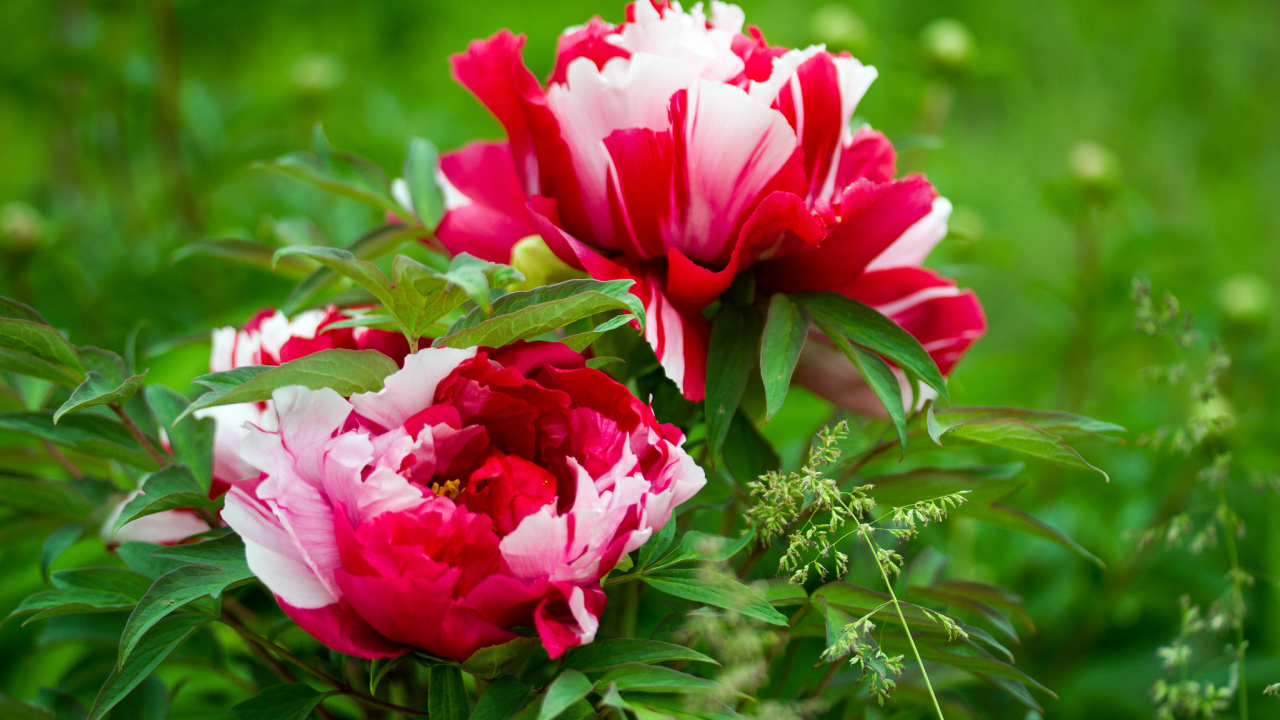 Красивые розовые с белым пионы 