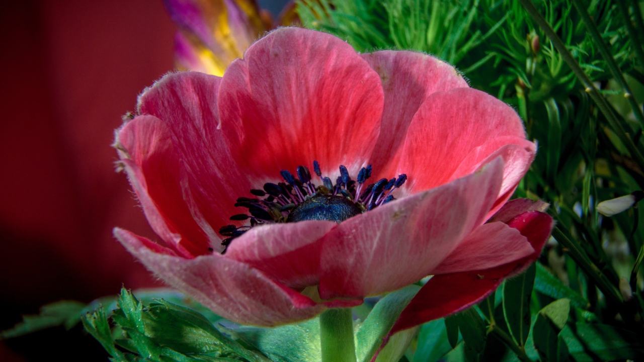 Красивый красный цветок декоративного мака