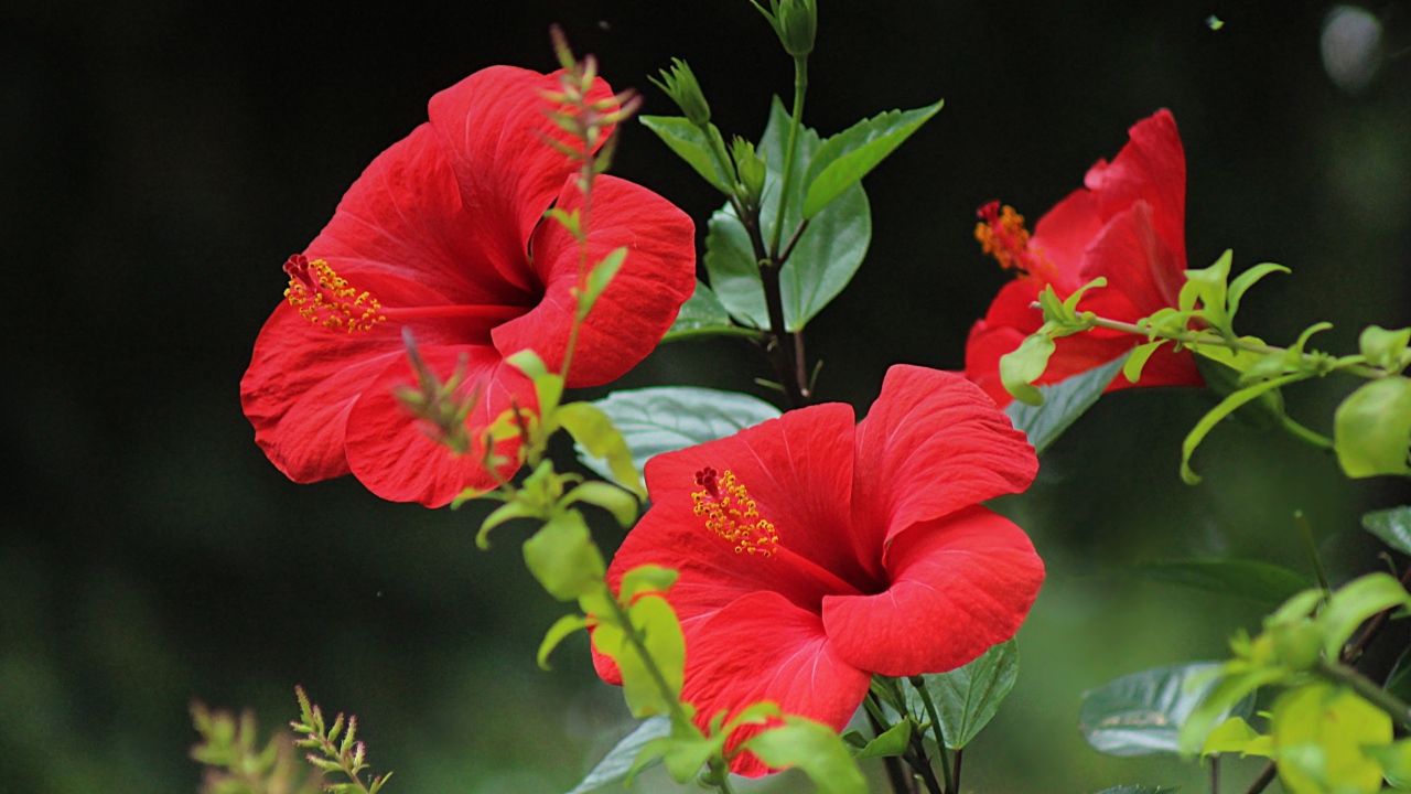 Красивые красные цветы гибискуса с зелеными листьями