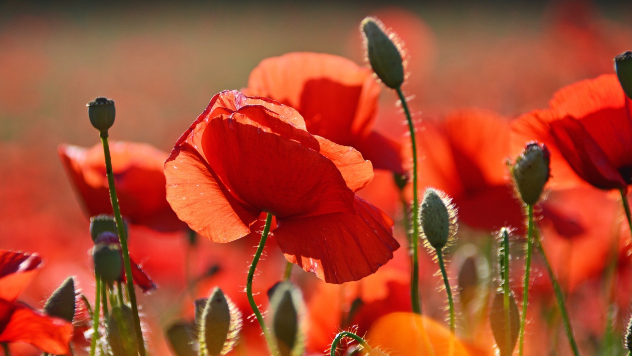 Красивый красный мак в лучах солнца