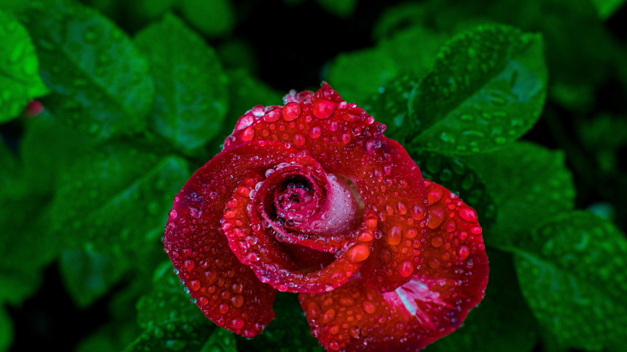 Красивая красная роза в каплях росы вид сверху 