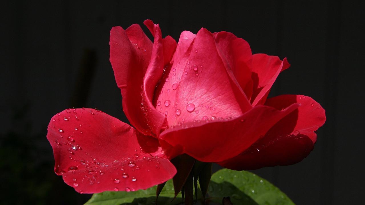 Beautiful red rose with dew on petals close-up