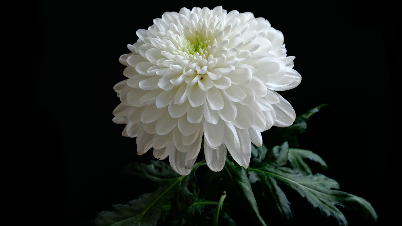 Красивая нежная белая хризантема на черном фоне