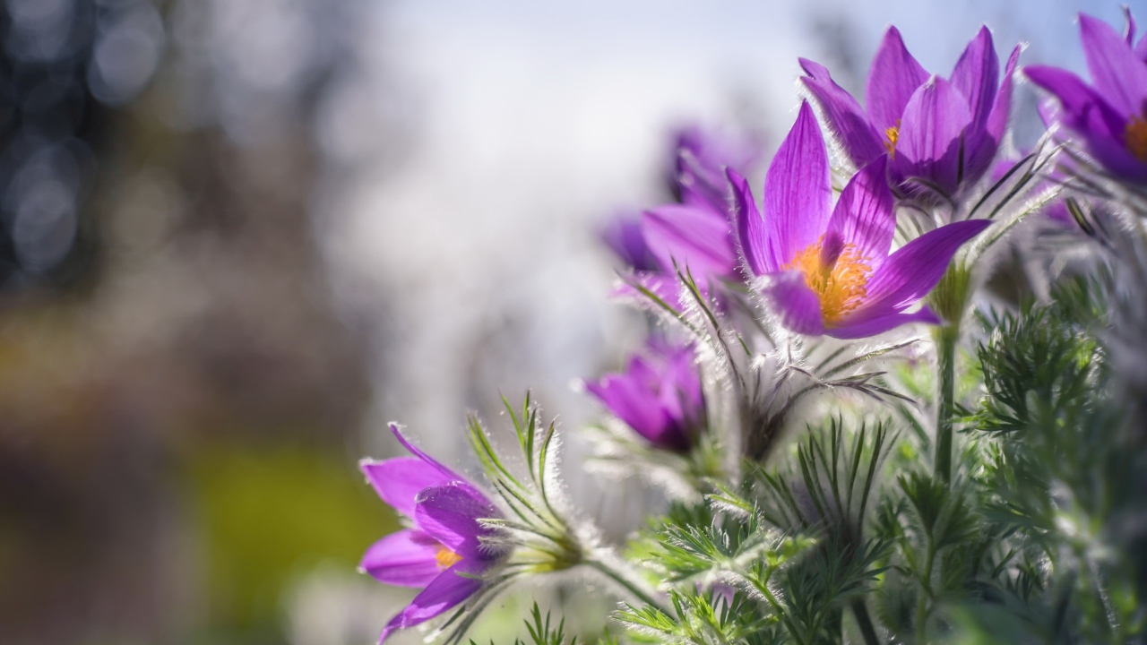 Красивые фиолетовые цветы прострел в лучах солнца