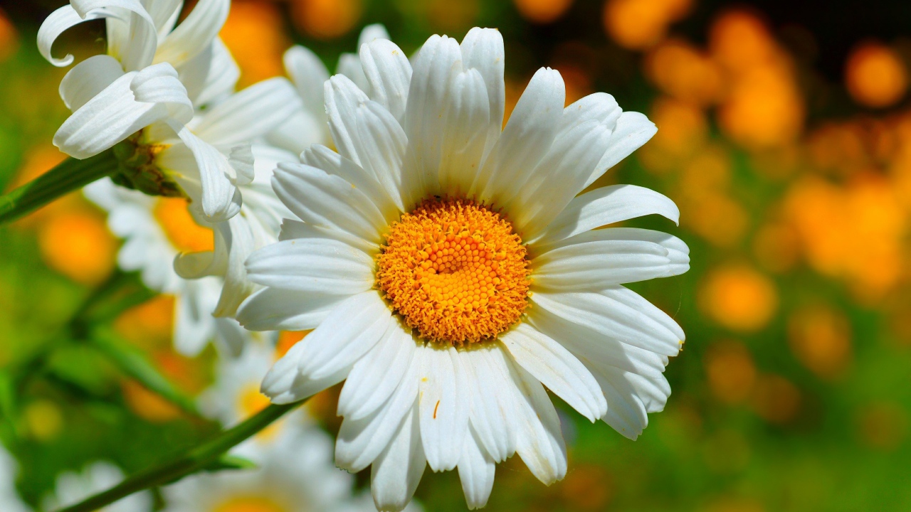 Красивые белые ромашки в лучах солнца