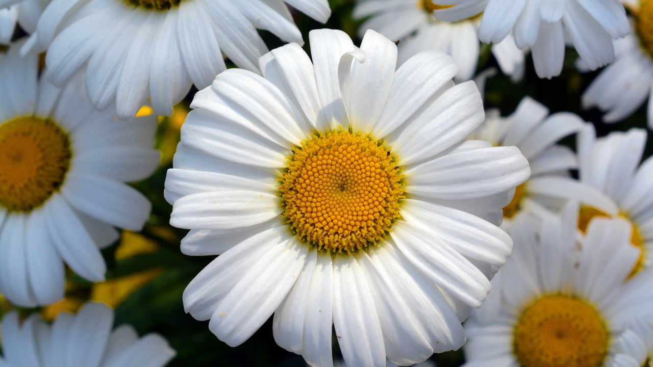 Красивые белые ромашки с желтыми серединками крупным планом