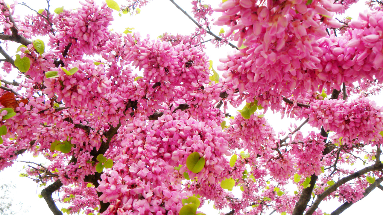 Красивые с розовыми цветами ветки дерева весной