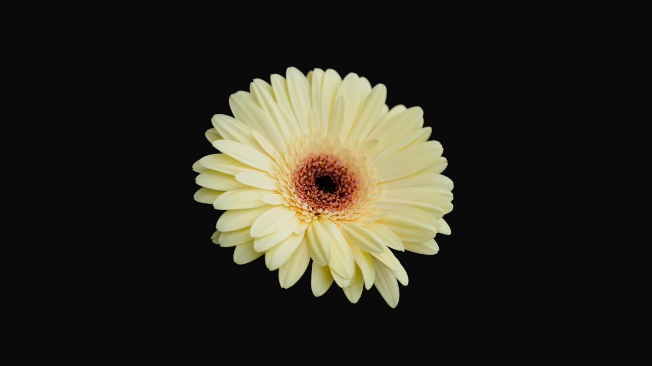 Красивая желтая гербера на черном фоне