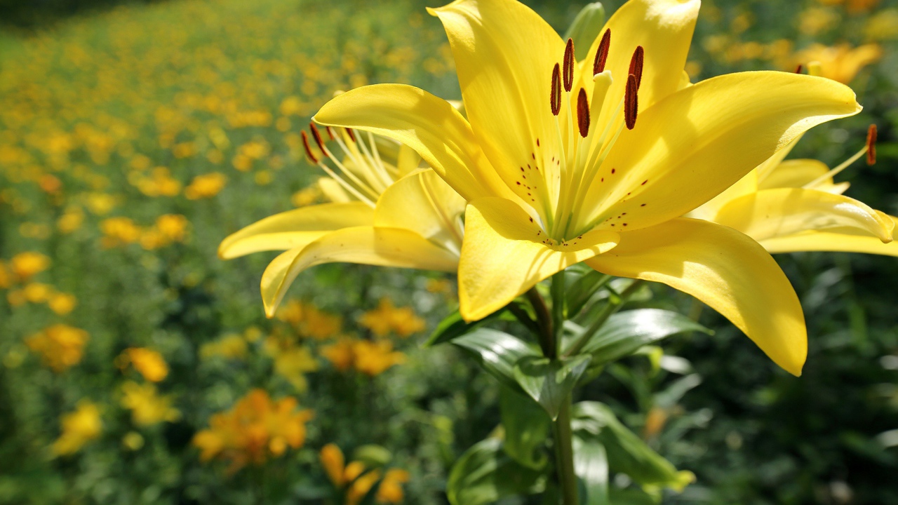 Красивая желтая лилия на клумбе в лучах солнца 