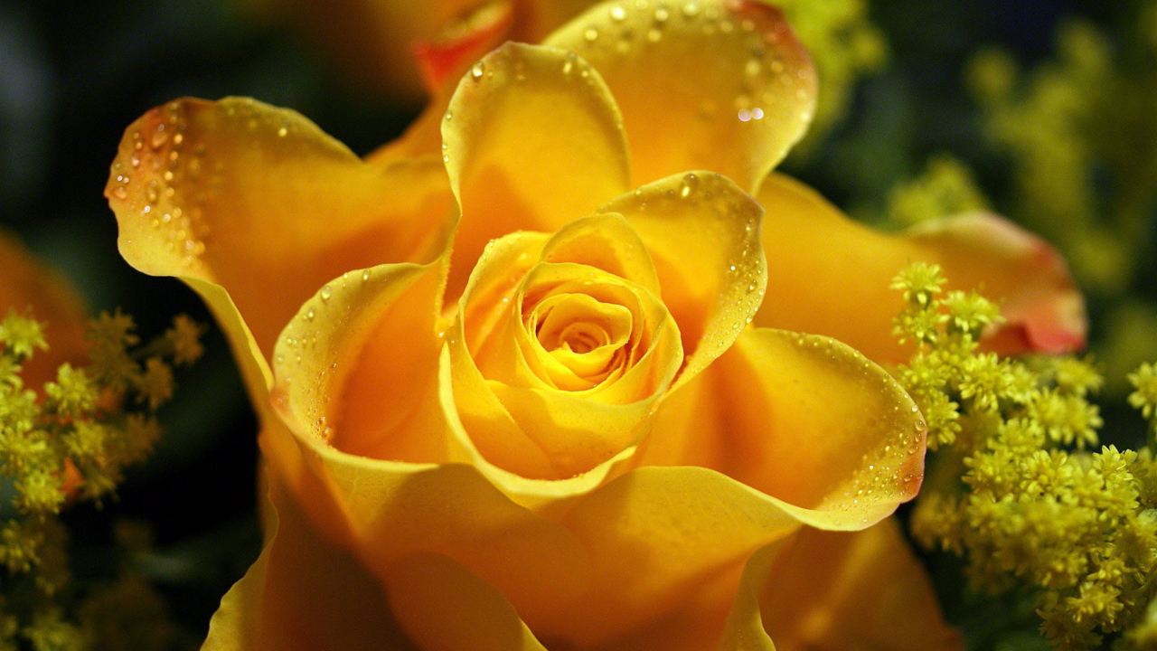Красивая желтая роза в каплях росы крупным планом 