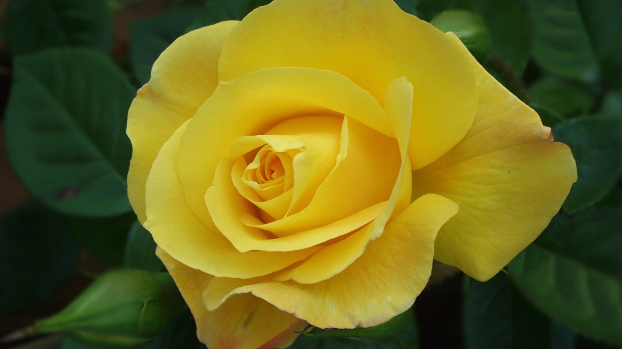 Красивая желтая роза с бутоном крупным планом