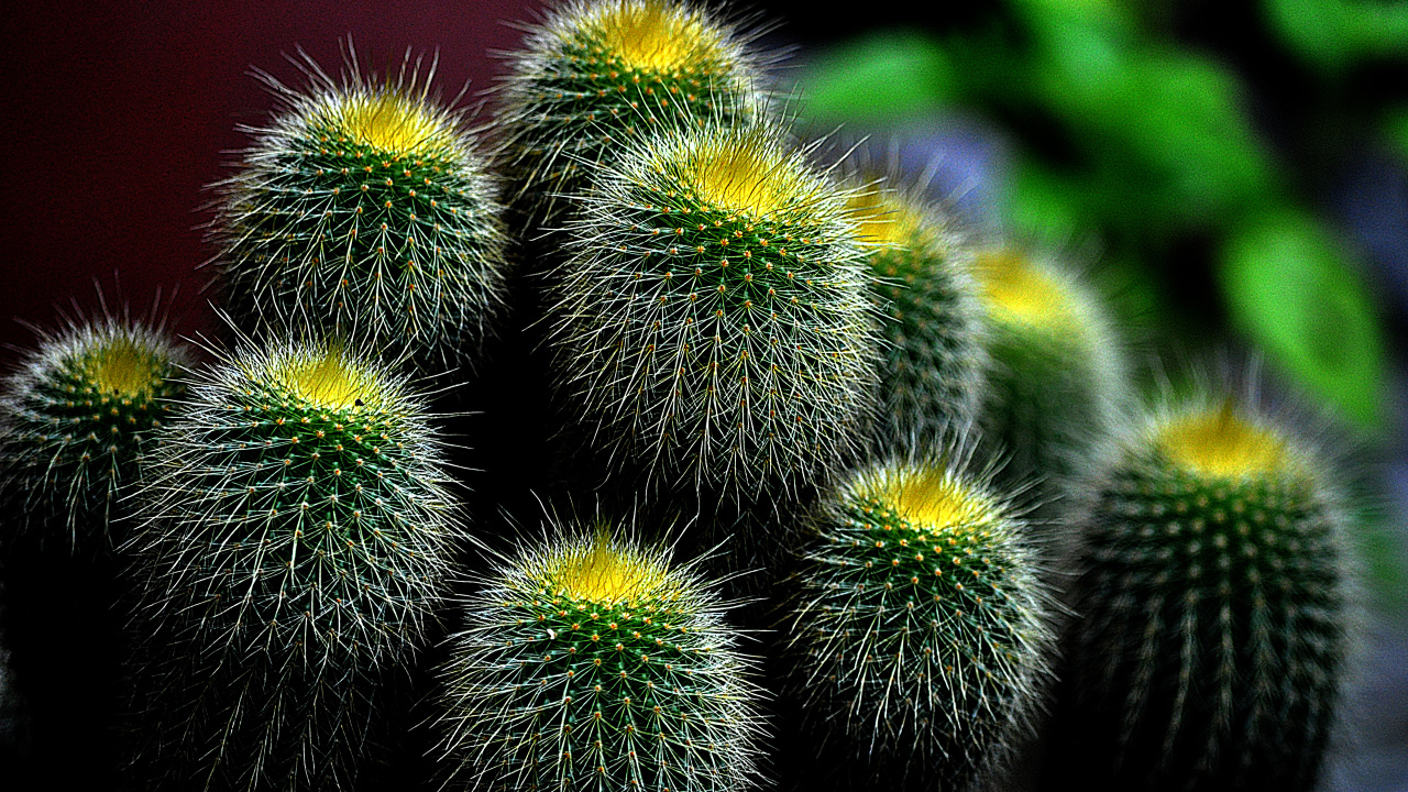 Большой зеленый колючий кактус 