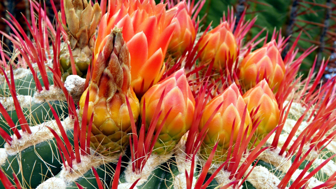 Цветущий красивый кактус крупным планом