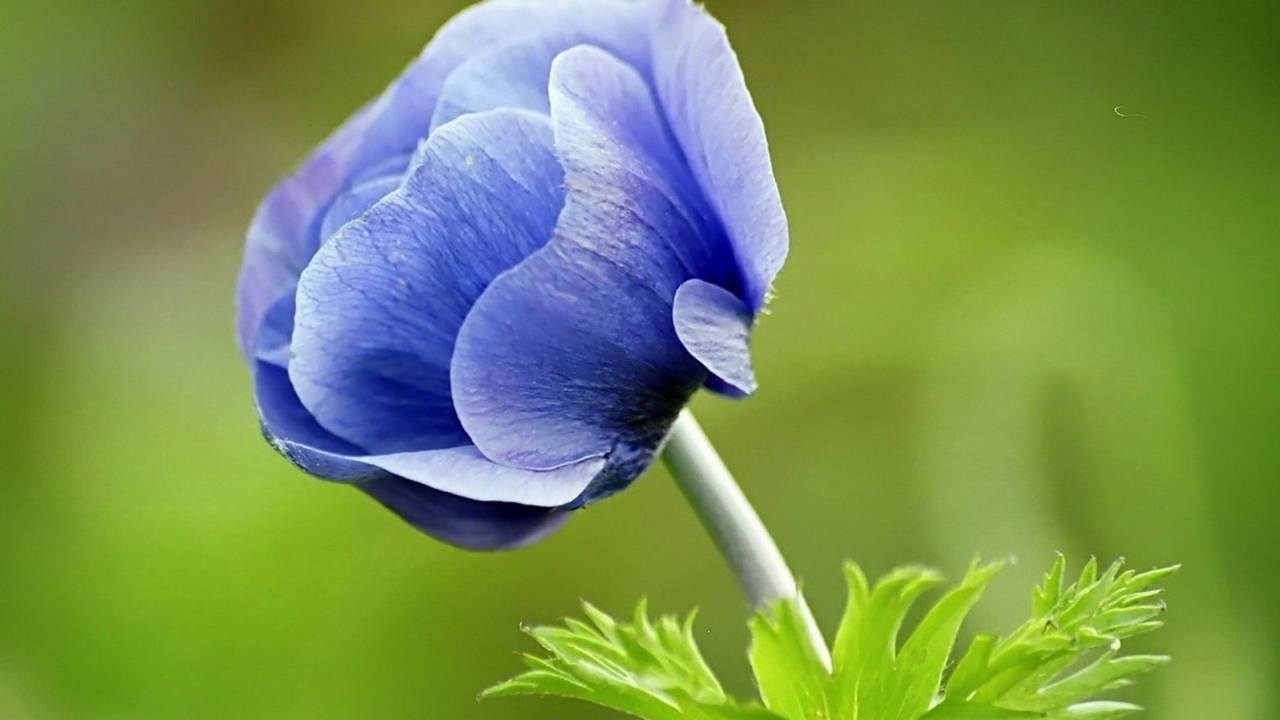 Синий цветок анемона на зеленом фоне