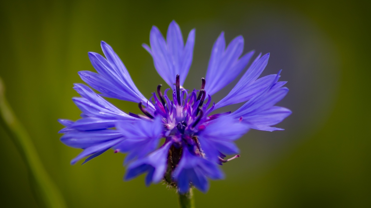 Голубой цветок василька крупным планом