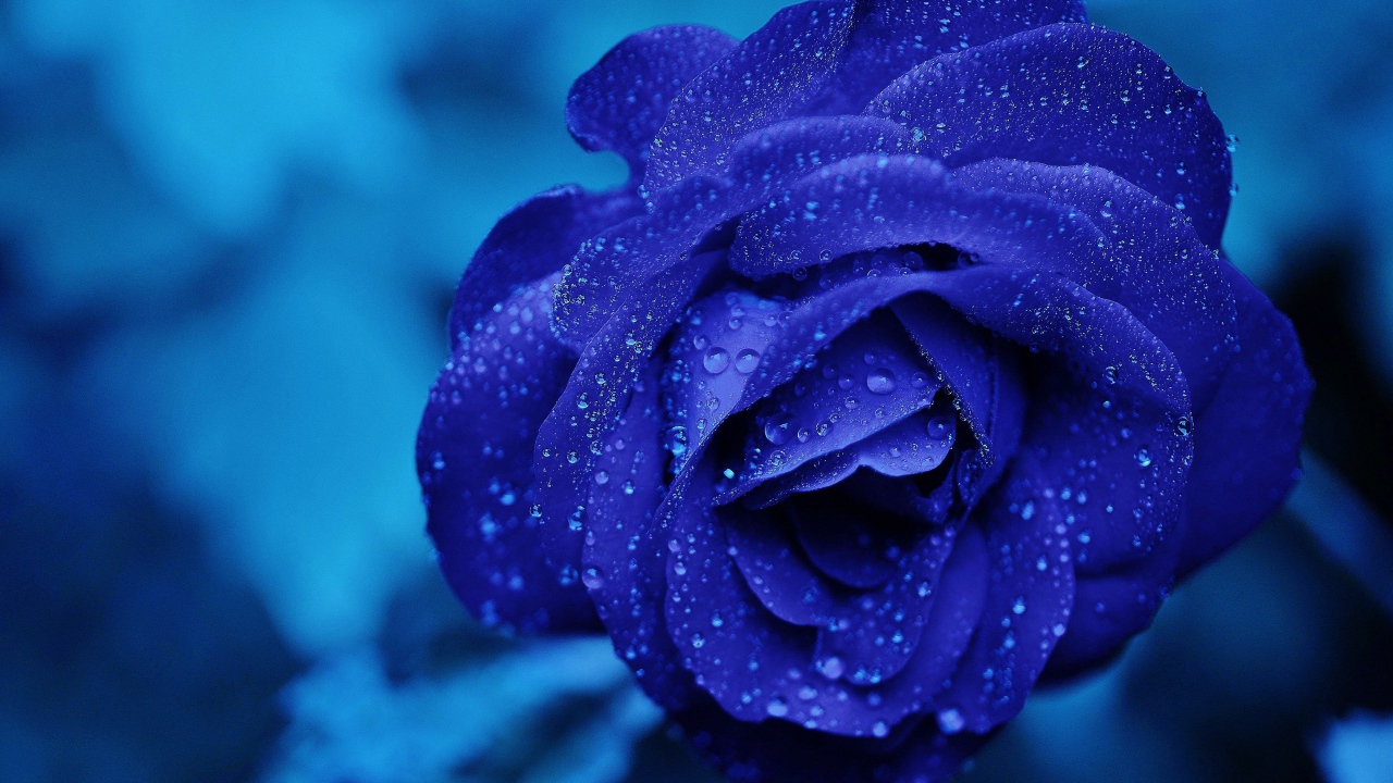 Синяя роза в каплях росы крупным планом