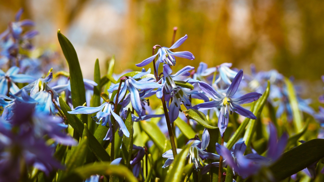 Синие весенние маленькие цветы пролеска