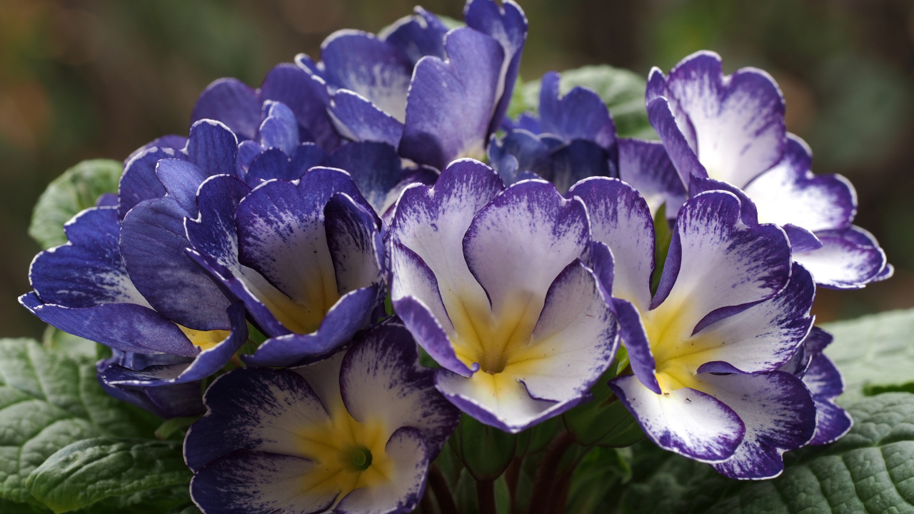 Синие с белым цветы комнатной примулы 