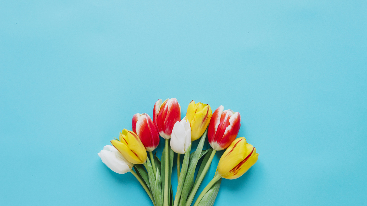 Букет разноцветных тюльпанов на голубом фоне