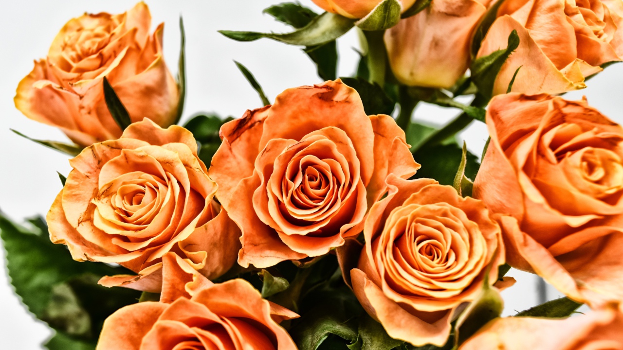 Букет оранжевых роз на сером фоне крупным планом