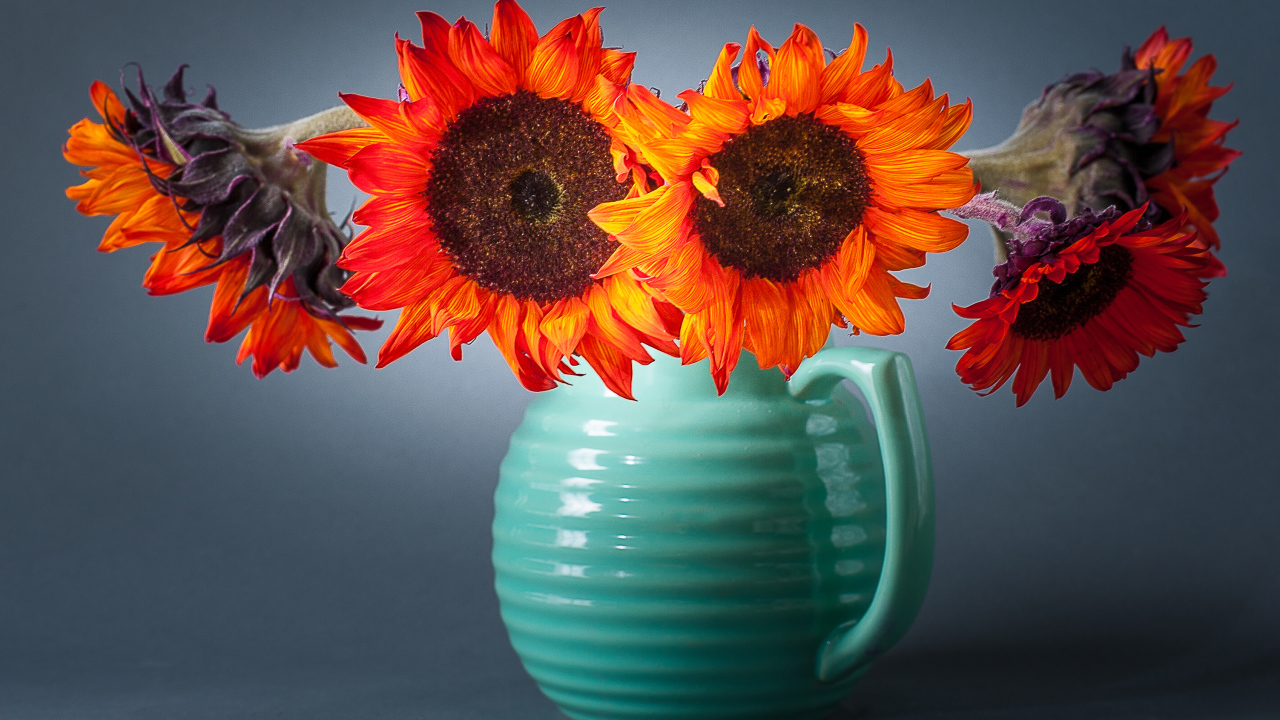Букет подсолнухов  в голубой вазе на сером фоне