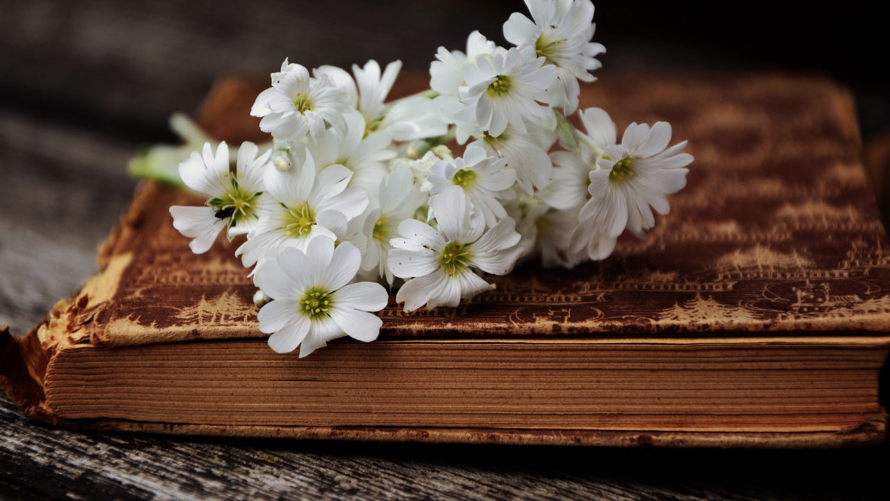 Букет белых нежных цветов на старой книге 